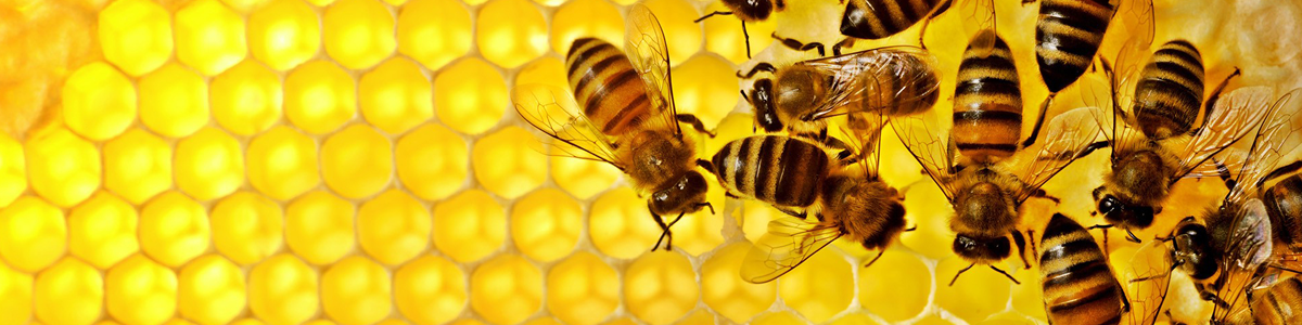 Pčele i med